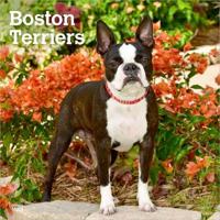 Boston Terriers 2027 - 16-Monatskalender