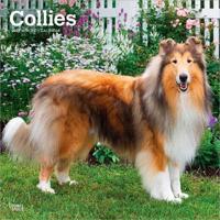 Collies - Langhaarcollie 2027 - 16-Monatskalender