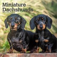 Miniature Dachshunds - Zwergdackel 2027 - 16-Monatskalender