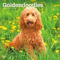 Goldendoodles - Goldendoodle 2027 - 16-Monatskalender