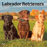Labrador Retrievers - Labrador Retriever 2027 - 16-Monatskalender