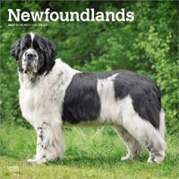 Newfoundlands - Neufundländer 2027 - 16-Monatskalender