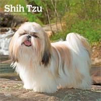 Shih Tzu 2027 - 16-Monatskalender