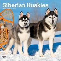 Siberian Huskies - Siberian Husky 2027 - 16-Monatskalender