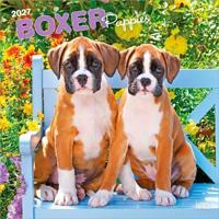 Boxer Puppies - Boxer Welpen 2027 - 16-Monatskalender