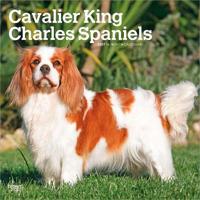 Cavalier King Charles Spaniels 2027 - 16-Monatskalender