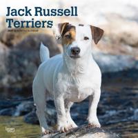 Jack Russel Terriers - Jack Russel Terrier 2027 - 16-Monatskalender