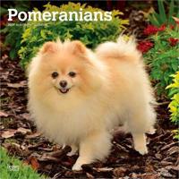 Pomeranians - Spitz 2027 - 16-Monatskalender