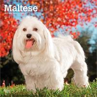 Maltese - Malteser 2027 - 16-Monatskalender
