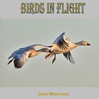 Birds in Flight