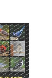 50 Things to Know About Birds in Indiana