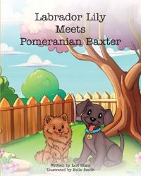 Labrador Lily Meets Pomeranian Baxter