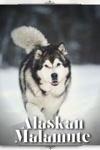Alaskan Malamute