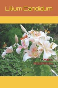 Lillium candidum