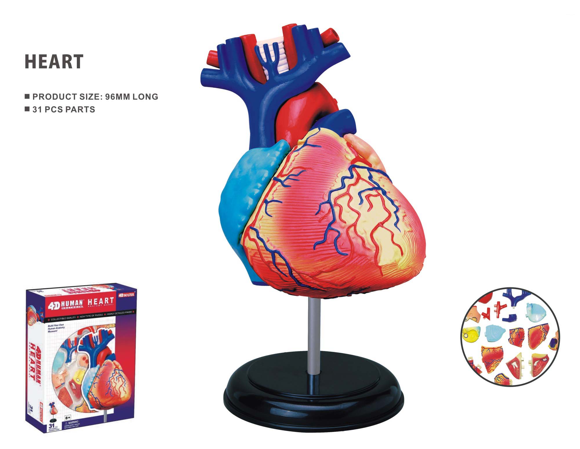 Ihmisen Anatomia Sydän Anatomihjärta 4D Master