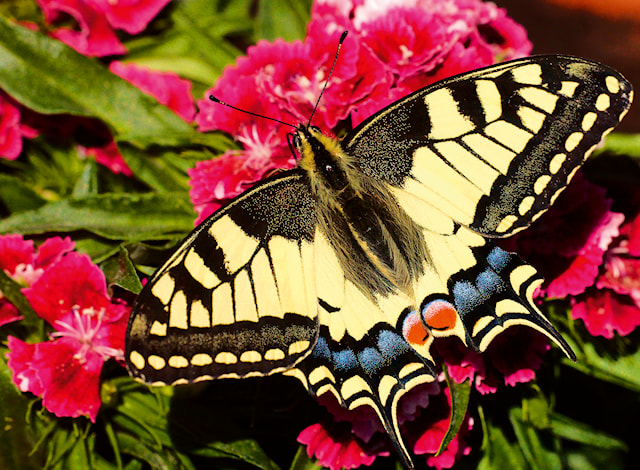 Tuotekuva 2 - Butterfly Palapeli 500 palaa, Ravensburger